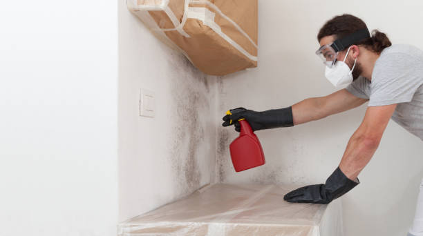 Professional Black Mold Remediation technician working in Verona, NJ