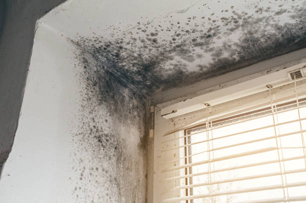 Affordable Black Mold Remediation solutions in Verona, NJ
