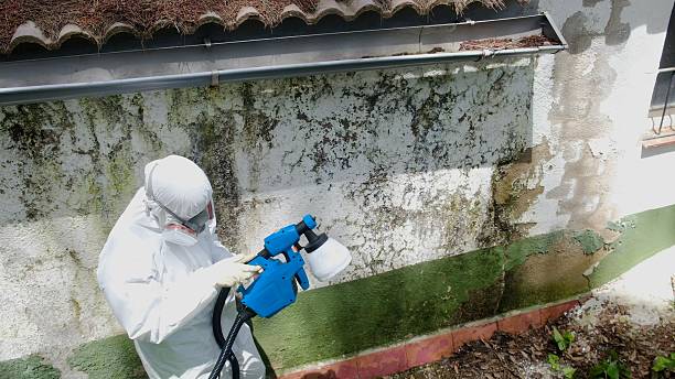 Top rated local Black Mold Remediation specialists in Verona, NJ